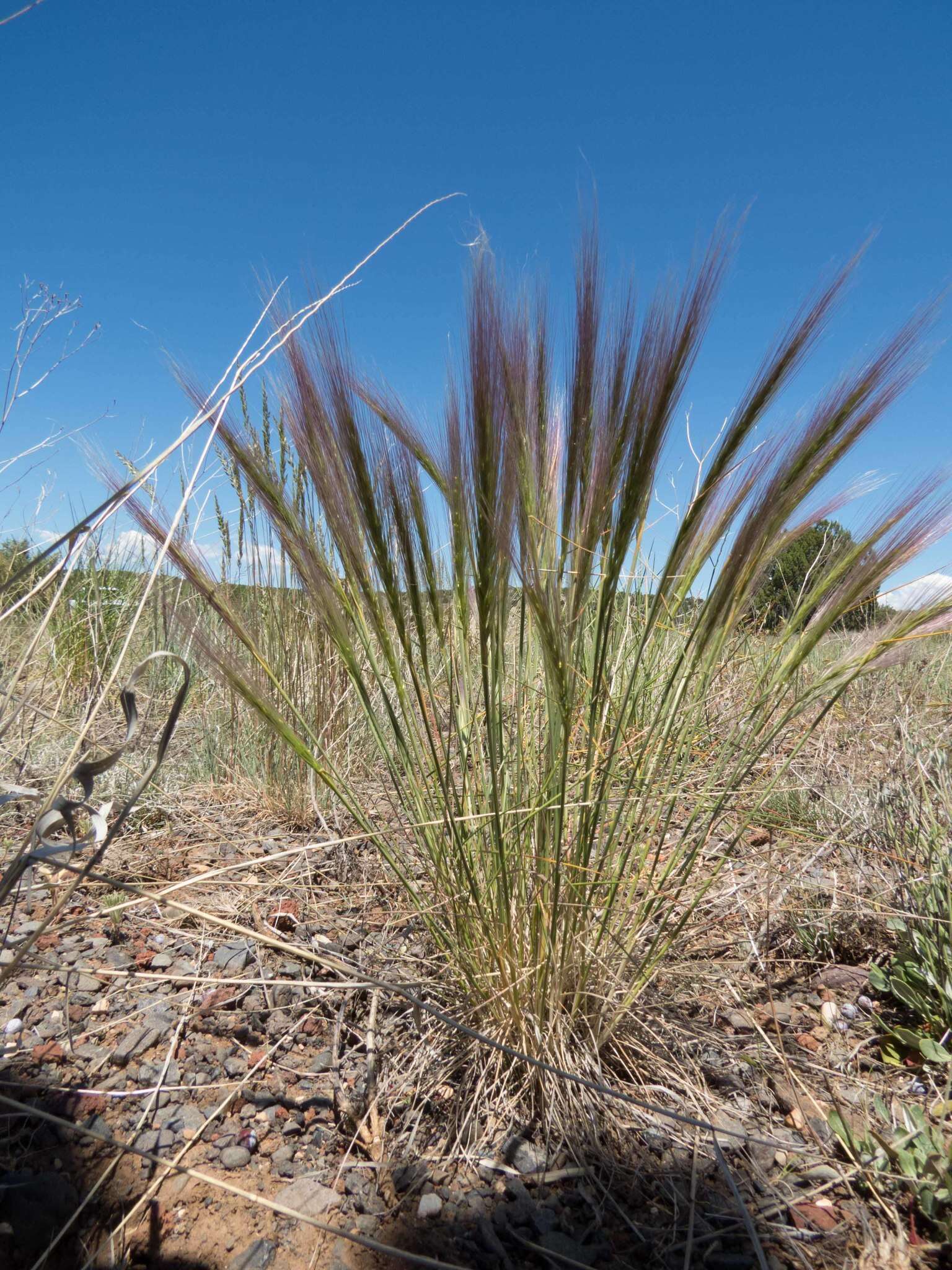 Imagem de Elymus elymoides (Raf.) Swezey