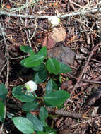 Image of little prince's pine