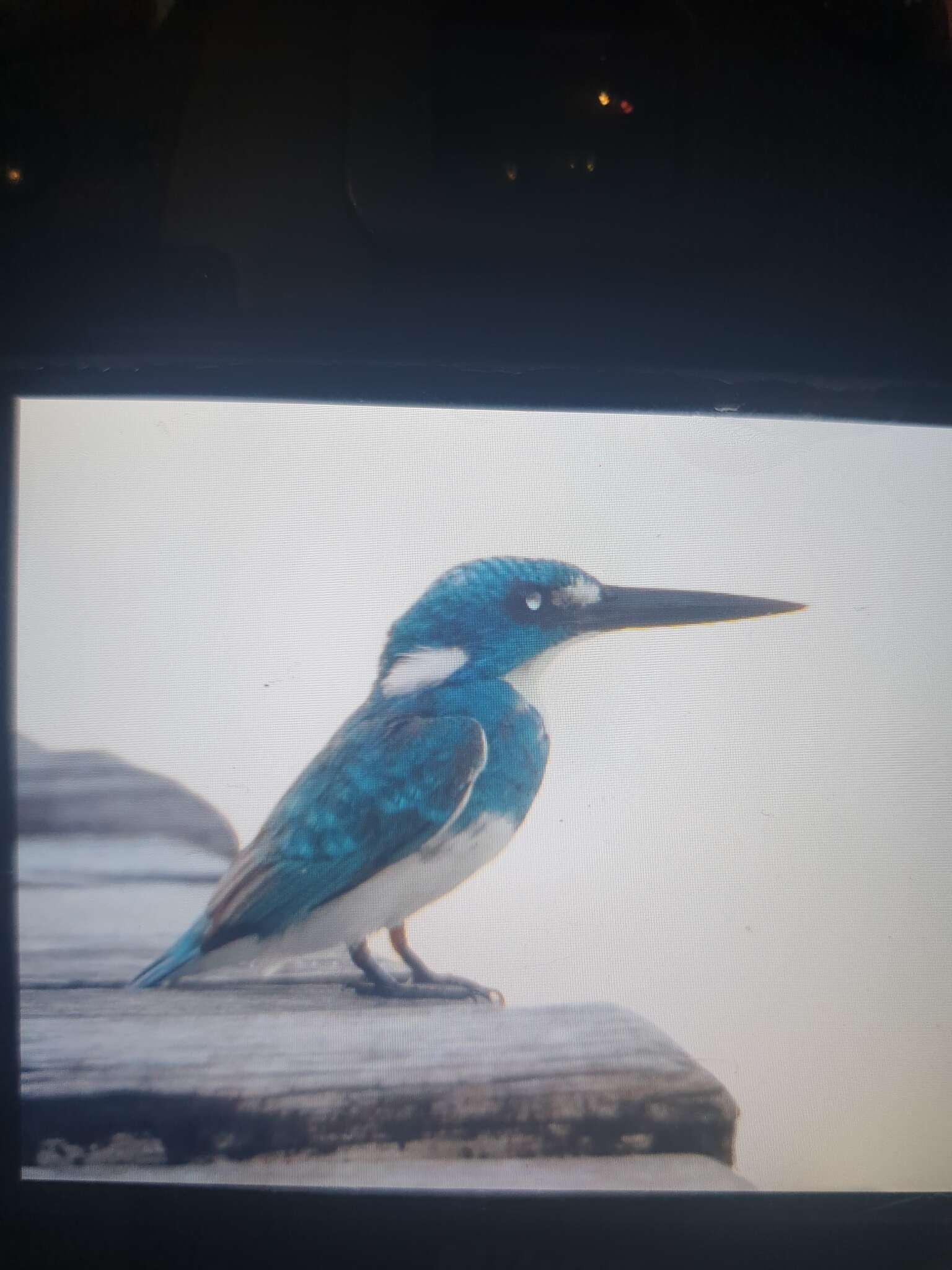 Image of Cerulean Kingfisher