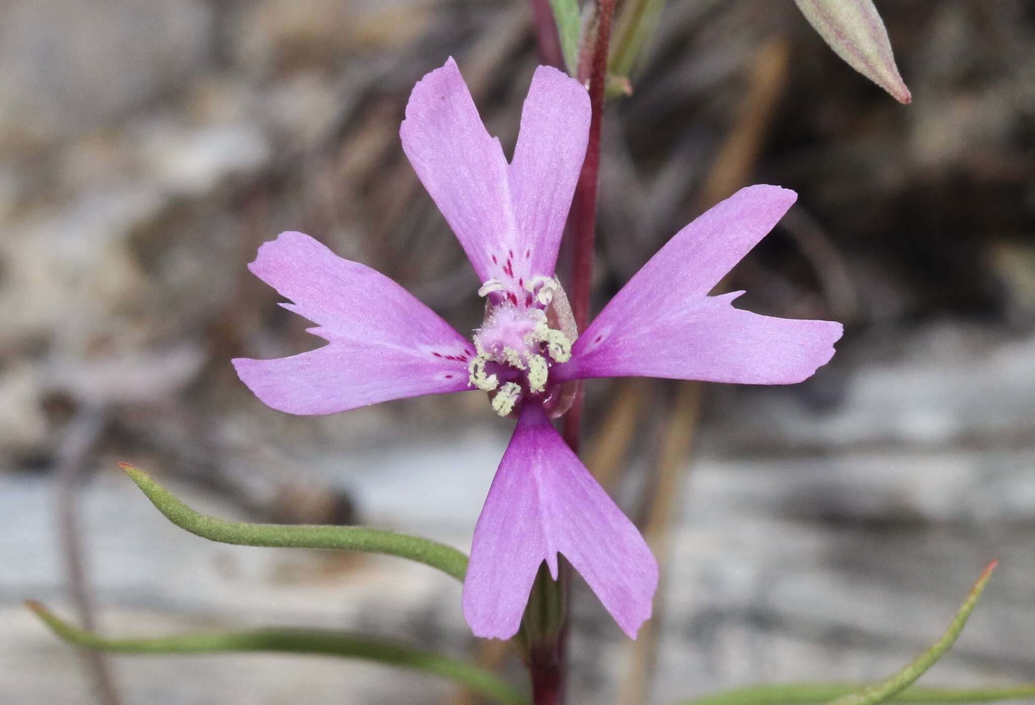 Image of gunsight clarkia