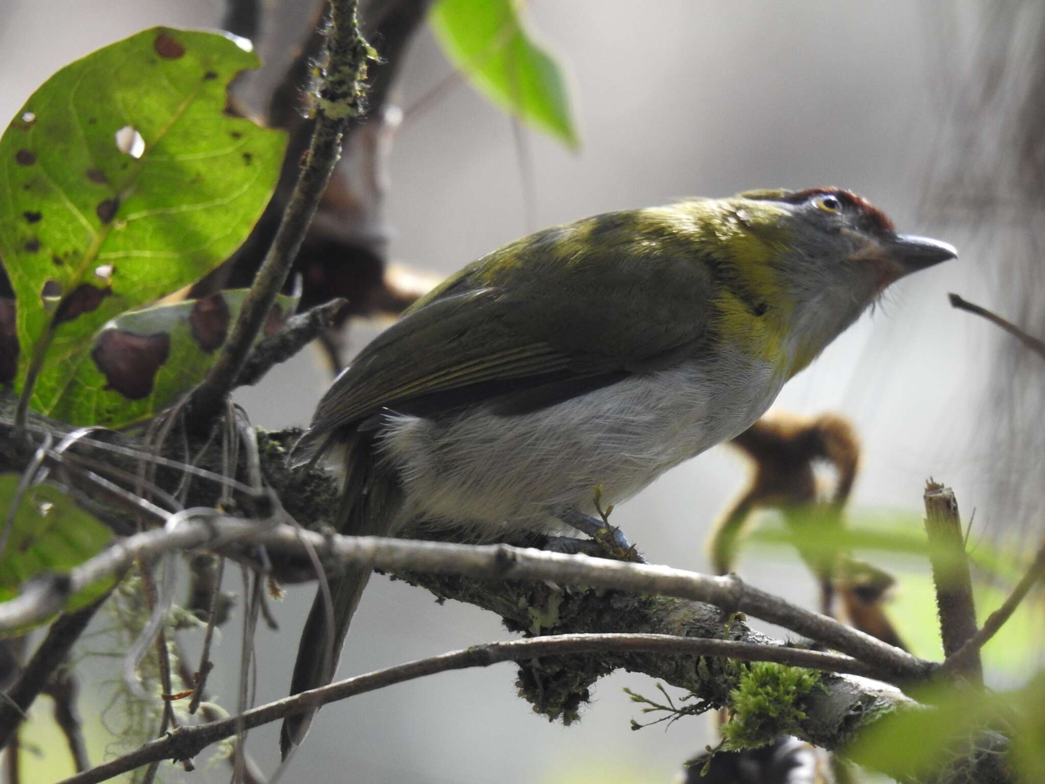 Plancia ëd Cyclarhis nigrirostris Lafresnaye 1842