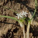 Image of Lapeirousia plicata subsp. effurcata (G. J. Lewis) Goldblatt