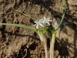 Image of Lapeirousia plicata subsp. effurcata (G. J. Lewis) Goldblatt