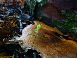 Image of Kauri greenhood