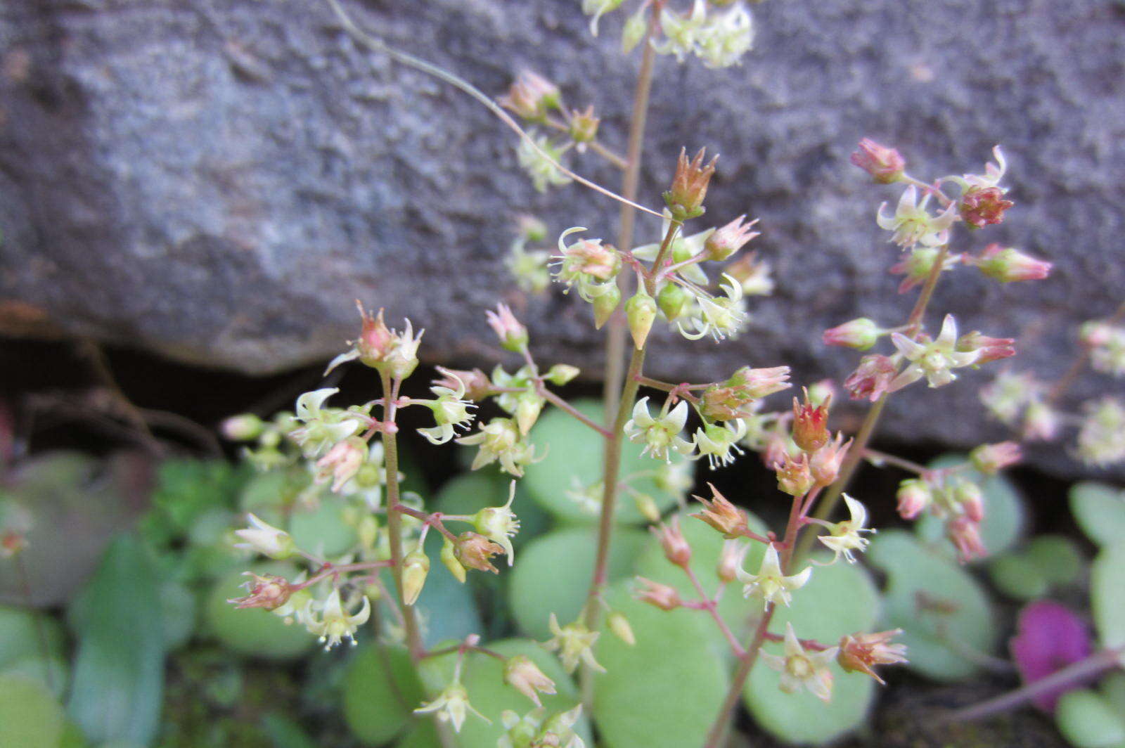 Image of Crassula umbella Jacq.