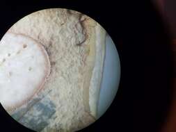 Image of Boletus subcaerulescens (E. A. Dick & Snell) Both, Bessette & A. R. Bessette 2000