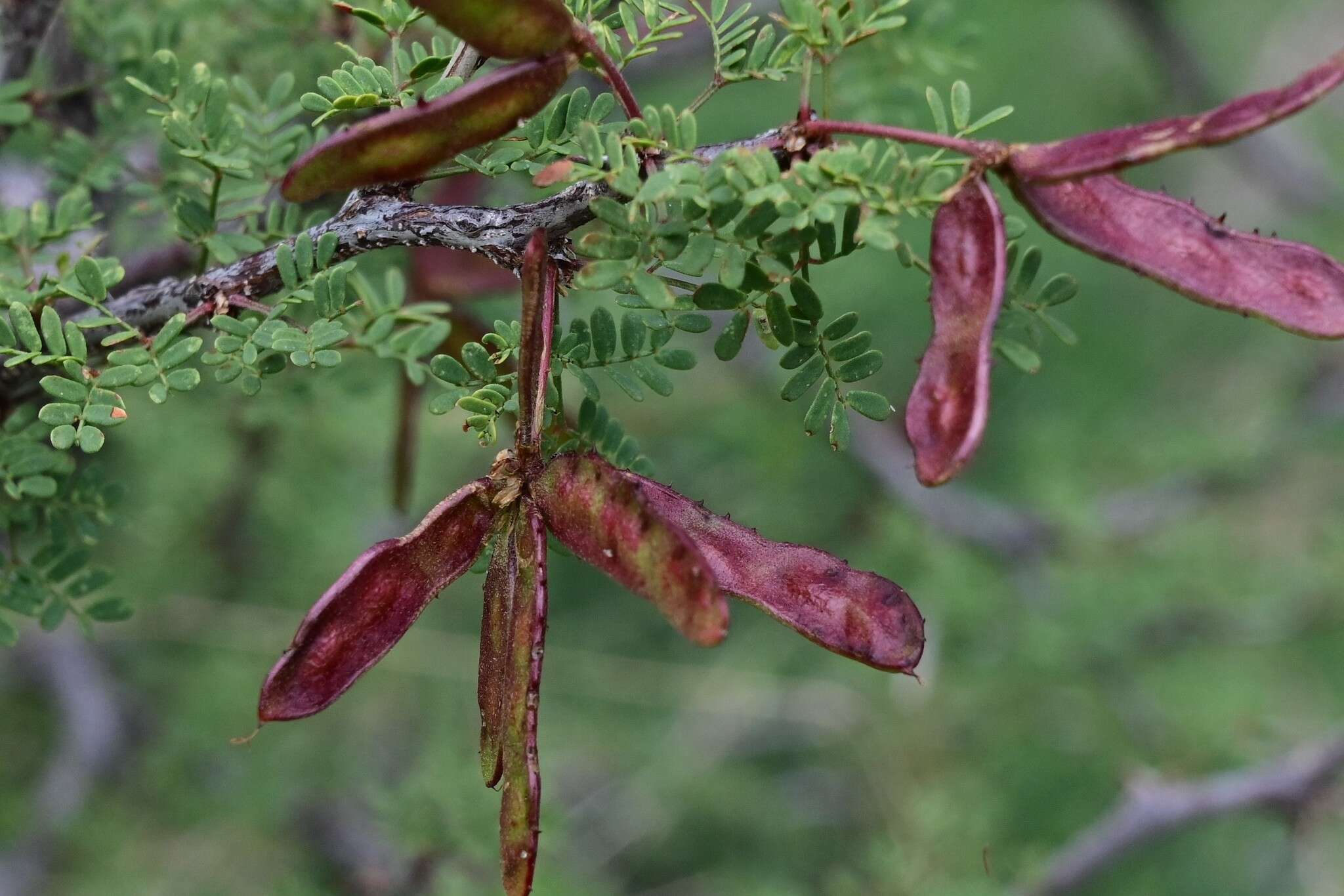 Image of fragrant mimosa