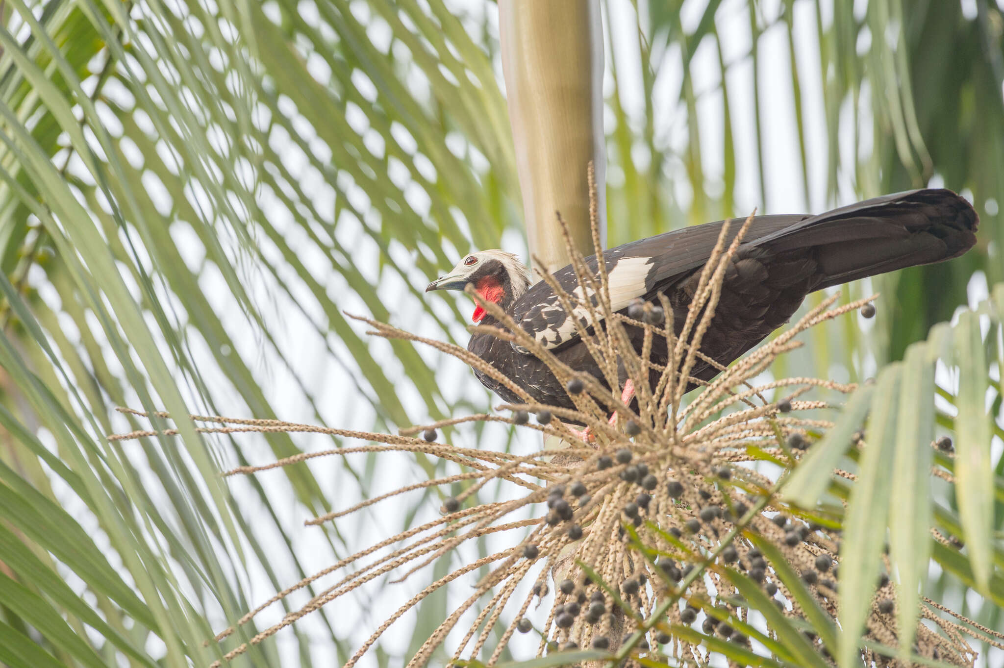 Image of Red-throated Piping Guan