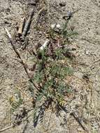 Astragalus douglasii var. parishii (A. Gray) M. E. Jones resmi