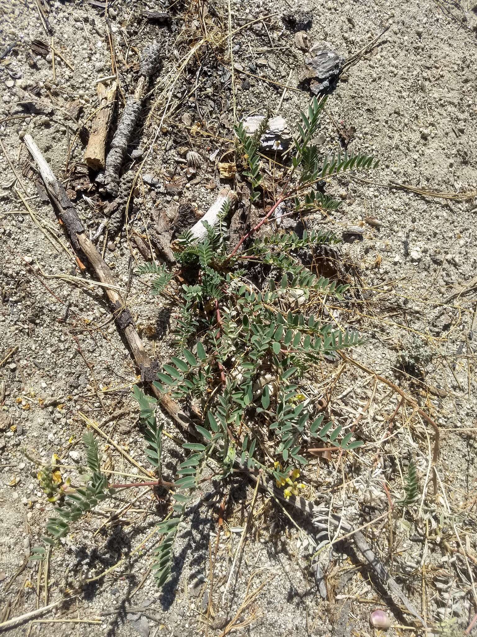 Sivun Astragalus douglasii var. parishii (A. Gray) M. E. Jones kuva