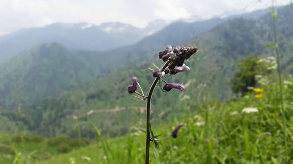 Image of Aconitum leucostomum Vorosh.