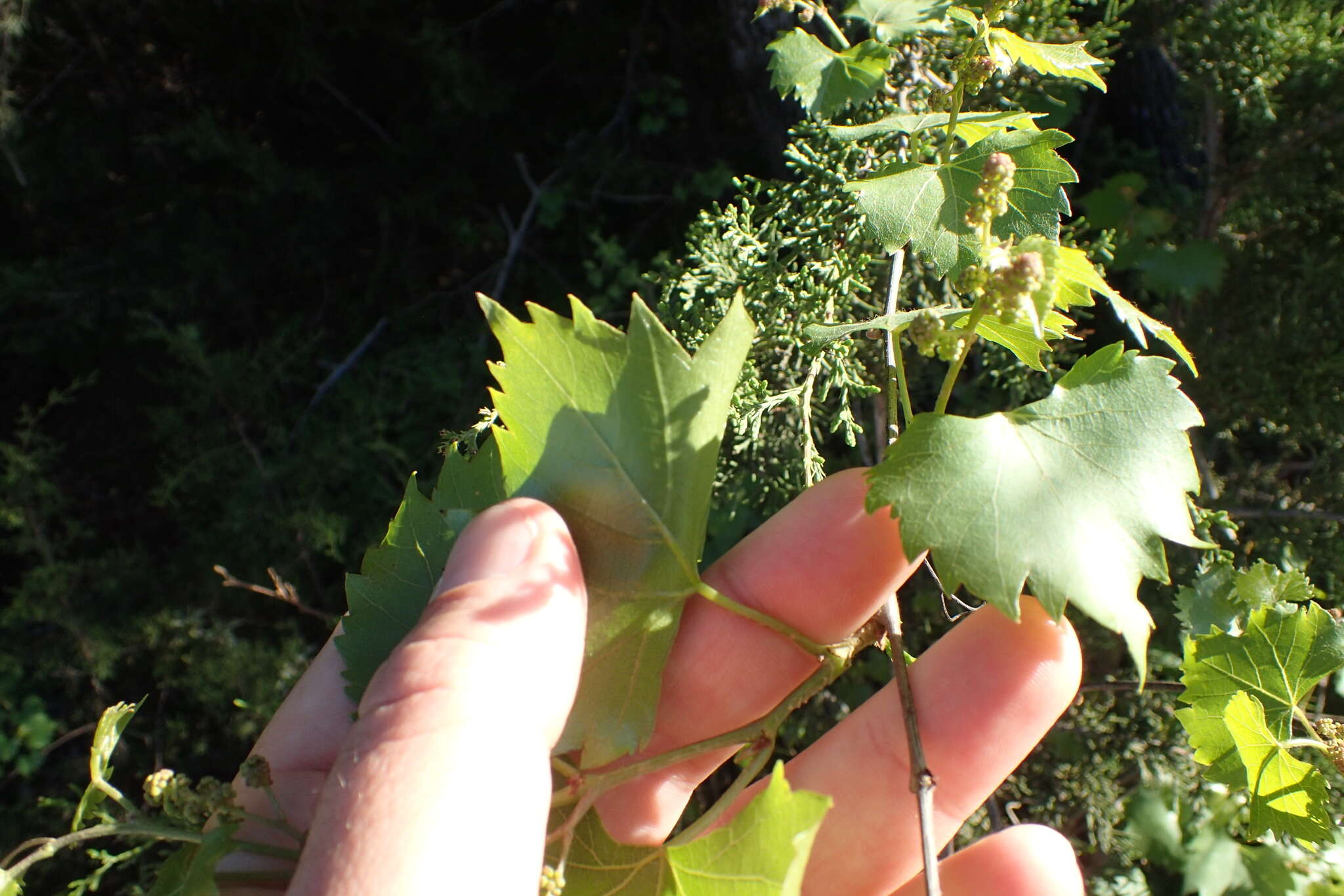 Image of sweet mountain grape