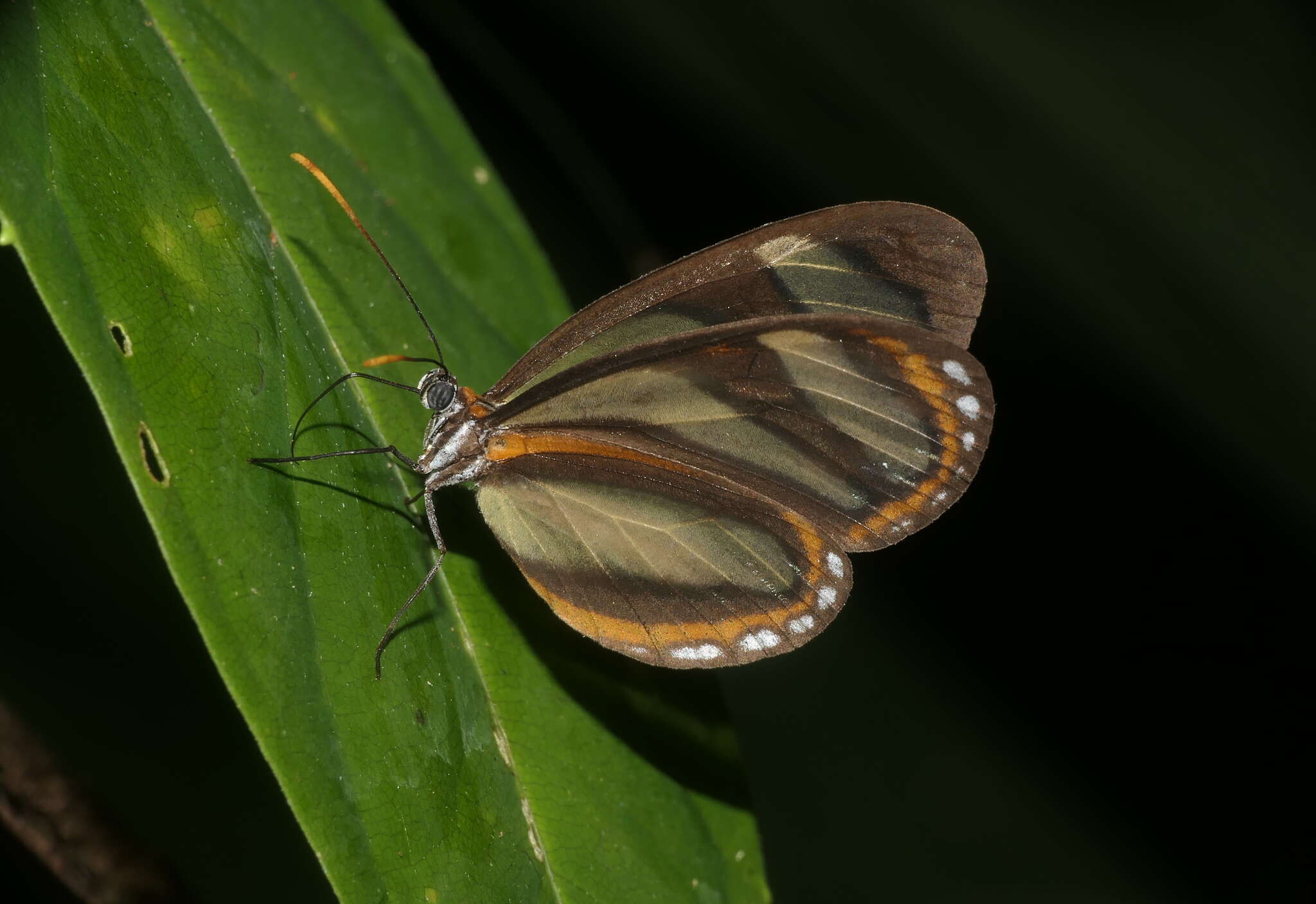 Image of Napeogenes inachia Hewitson 1855