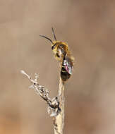 Image of Miserable Andrena