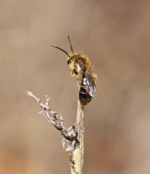 Image of Miserable Andrena