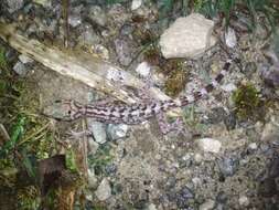 Image of Khasi Hills bent-toed Gecko