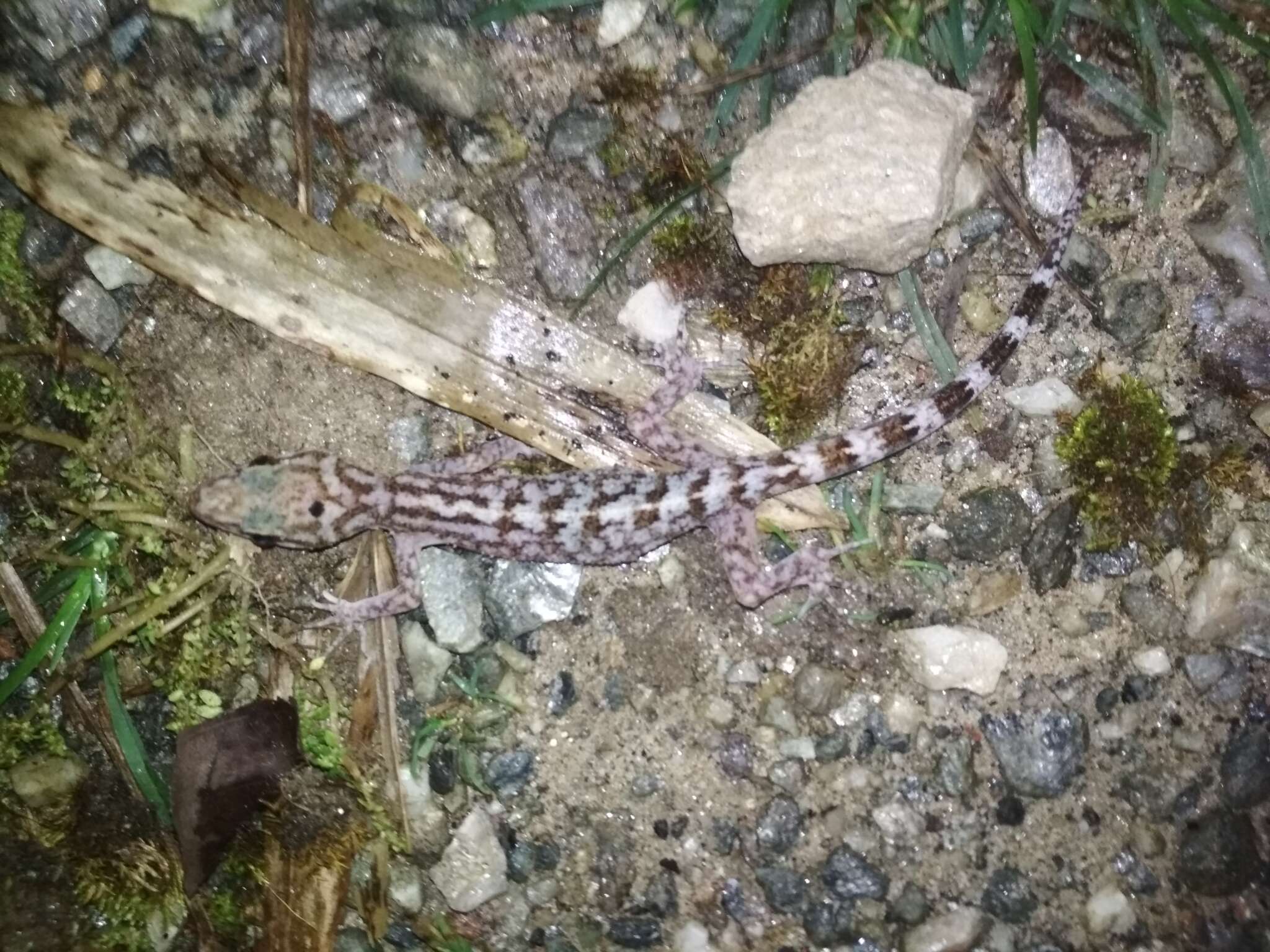 Image of Khasi Hills bent-toed Gecko