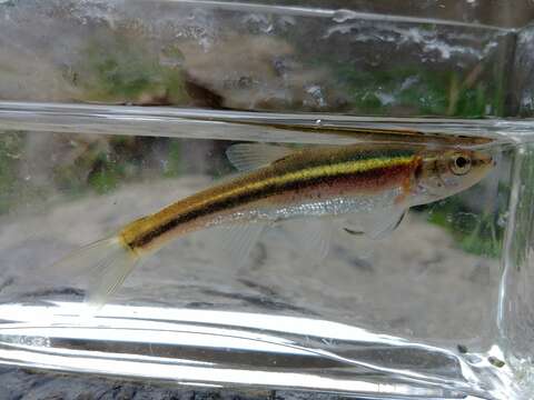 Image of Redside Dace