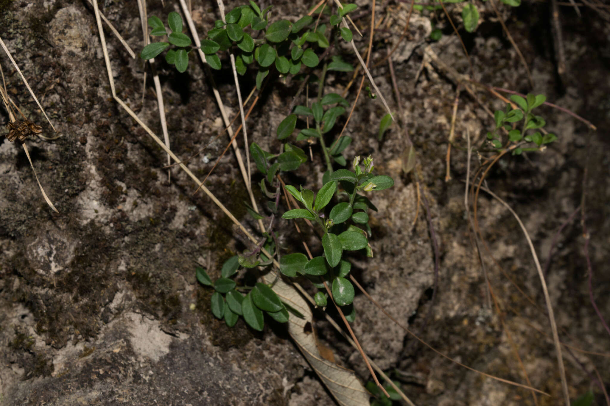 Image of Rhinotropis parryi (A. W. Benn.) J. R. Abbott