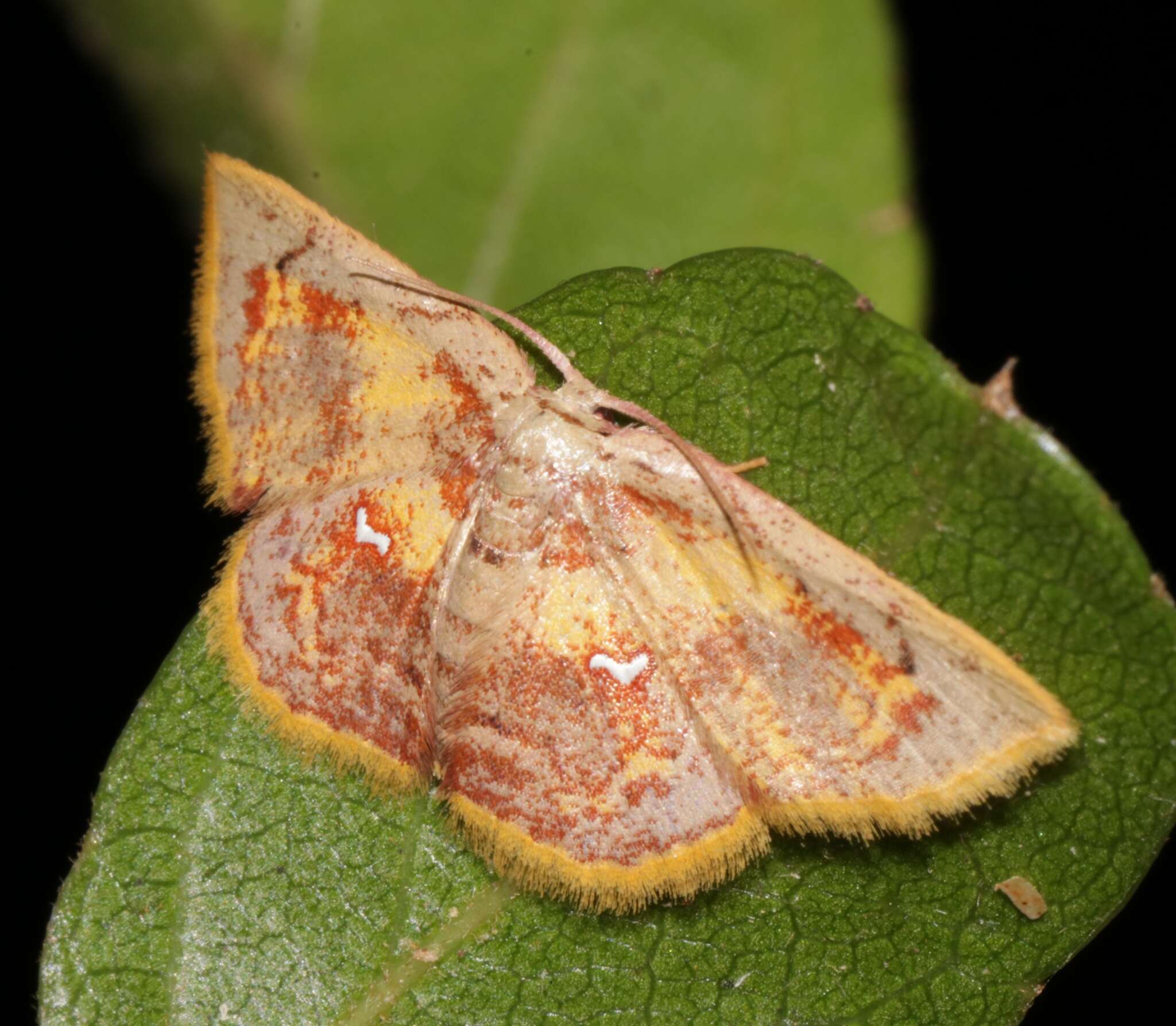 Слика од Chrysocraspeda olearia Guenée 1857