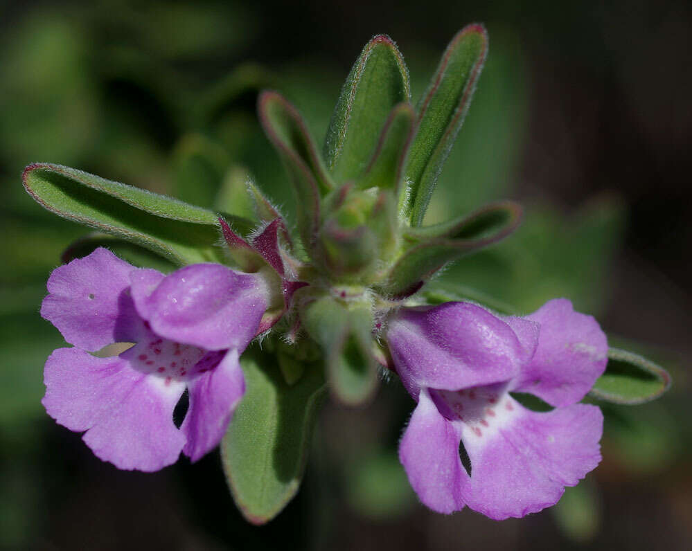 Image of Hemigenia incana (Lindl.) Benth.