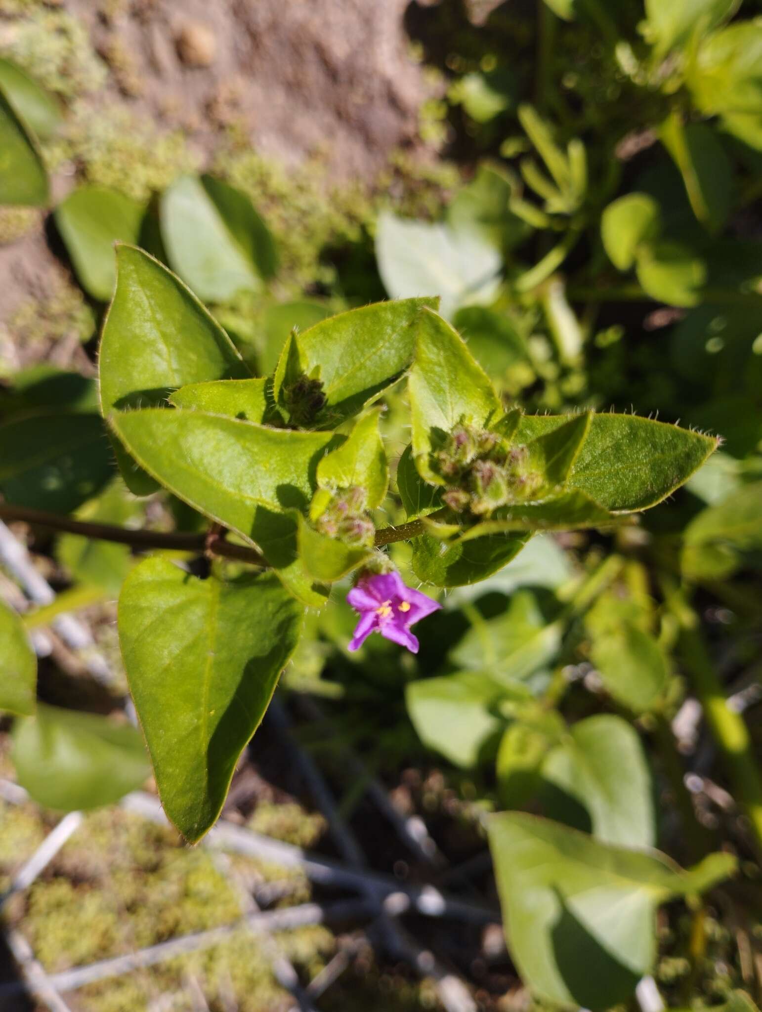 Mirabilis elegans (Choisy) Heimerl resmi