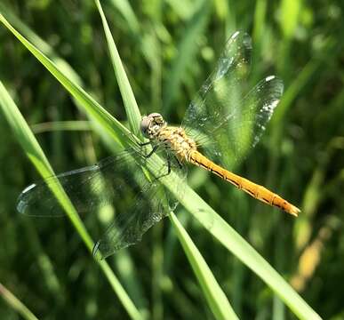 Image of Sympetrum tibiale (Ris 1897)