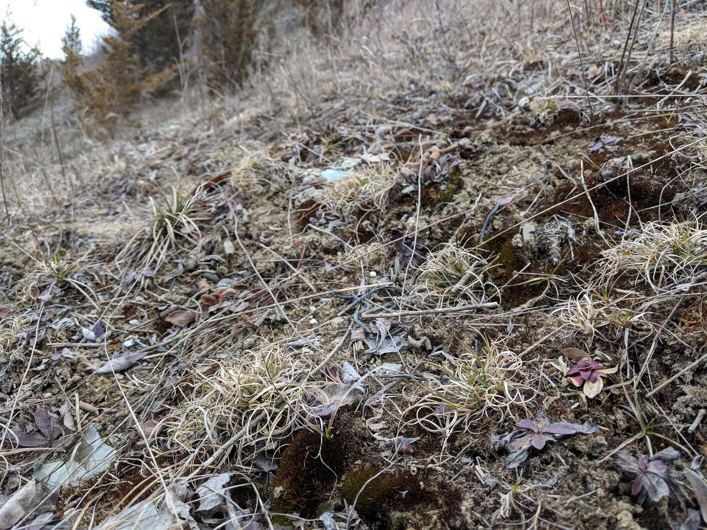 Image of poverty oatgrass