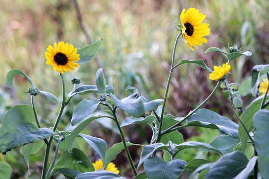 Image of silverleaf sunflower