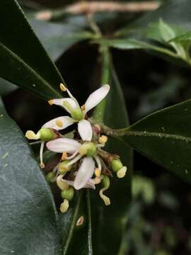 Imagem de Skimmia japonica var. orthoclada (Hayata) T. C. Ho