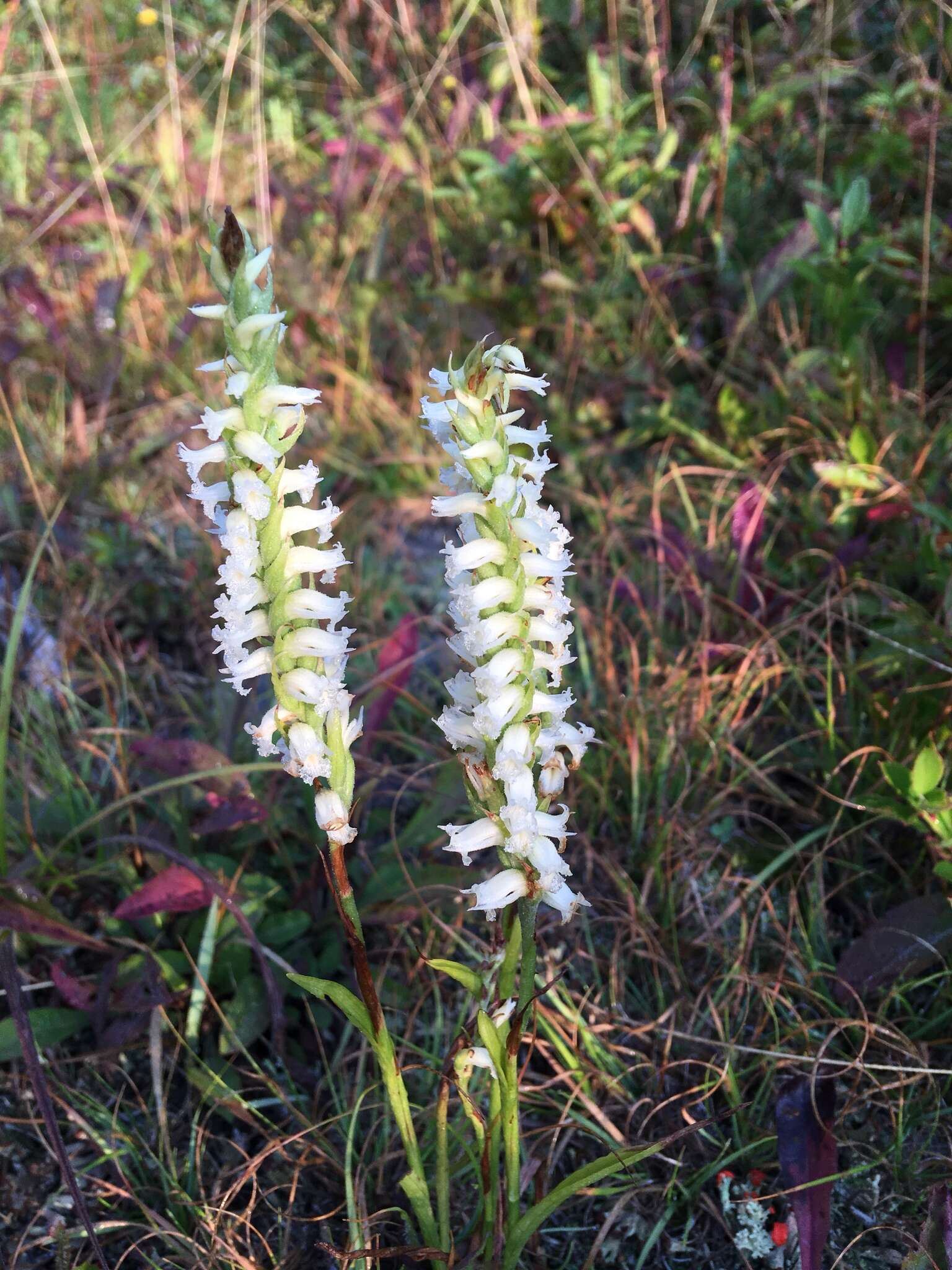 Image of Yellow nodding lady's tresses