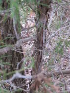 Image of Eastern Juniper