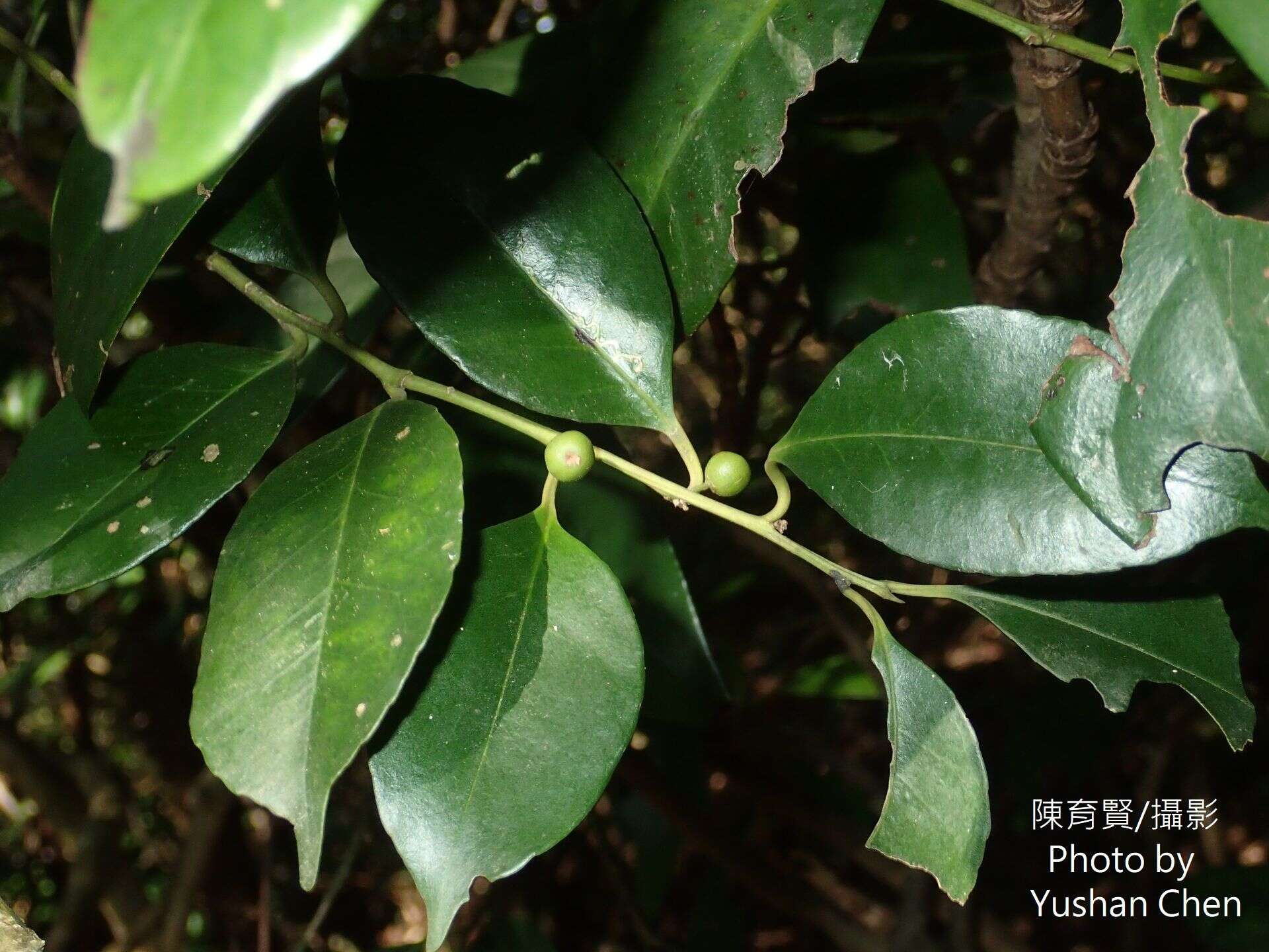 Imagem de Ilex ficoidea Hemsl.