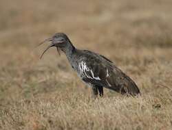 Image of Wattled Ibis