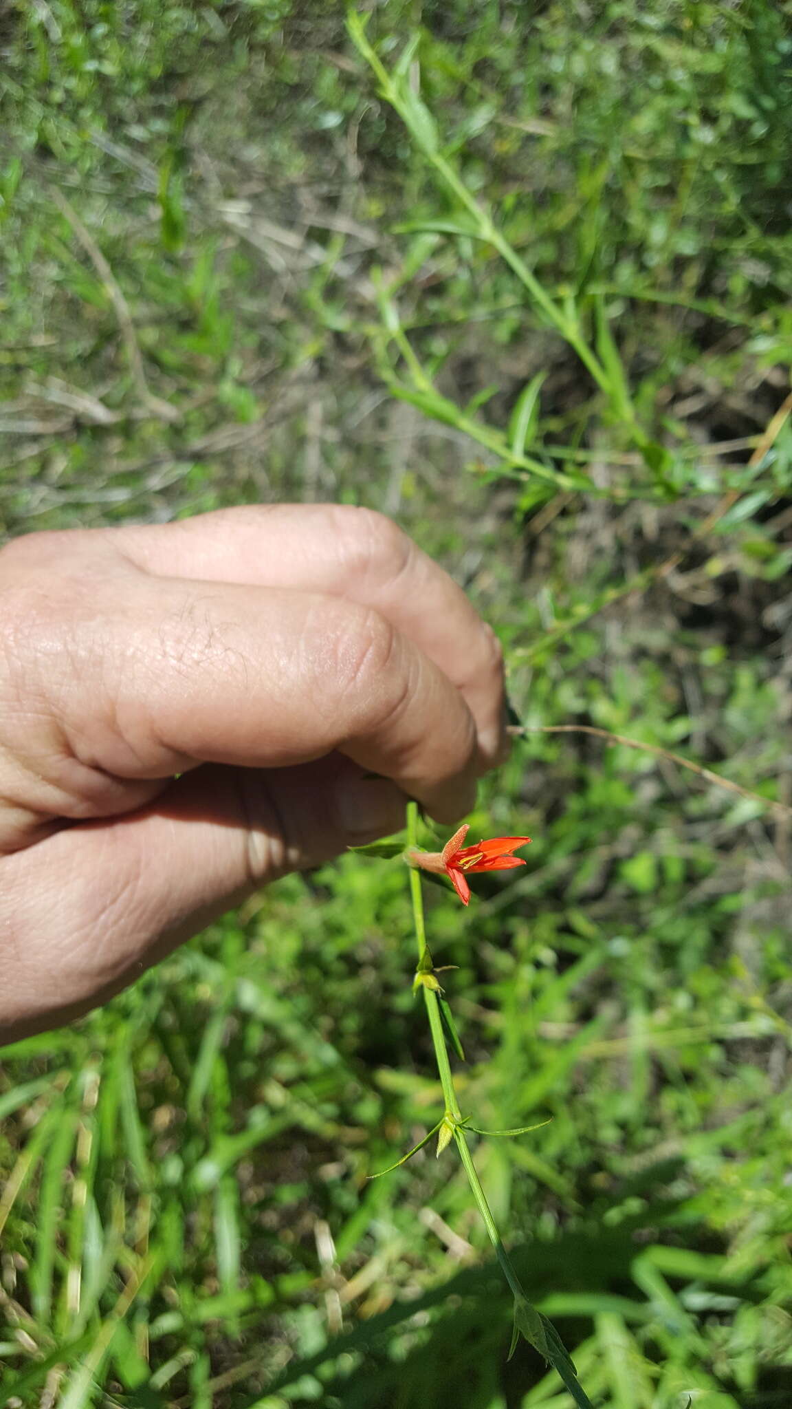 Anisacanthus quadrifidus (Vahl) Standl. resmi