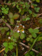 Image of Saxifraga strigosa Wall.