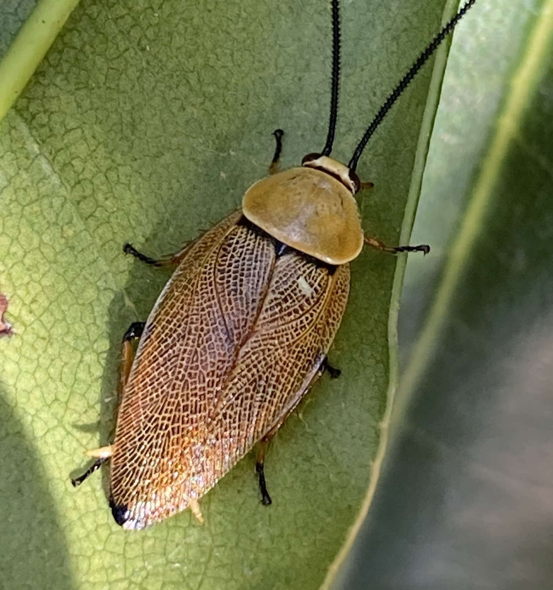 Image de Ellipsidion humerale (Tepper 1893)