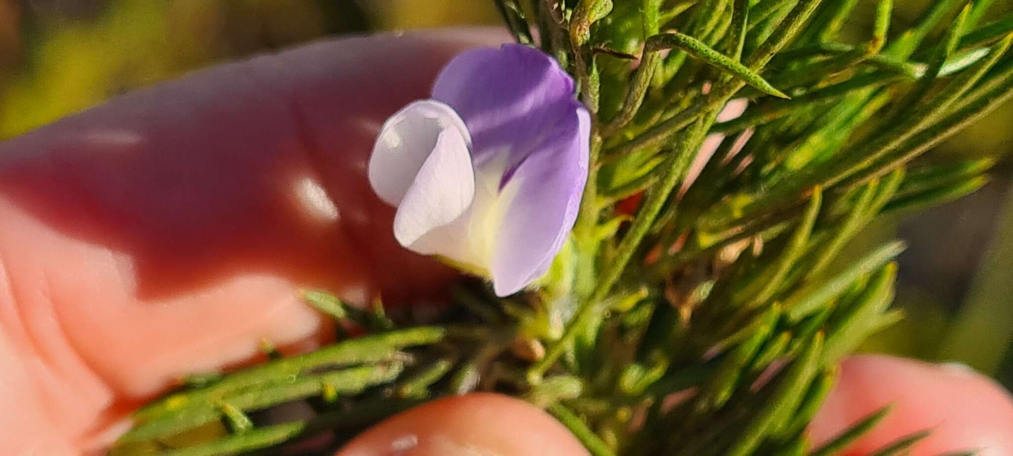 Psoralea ivumba的圖片