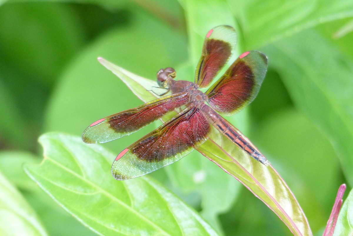 Image of <i>Neurothemis stigmatizans bramina</i> Guerin 1830