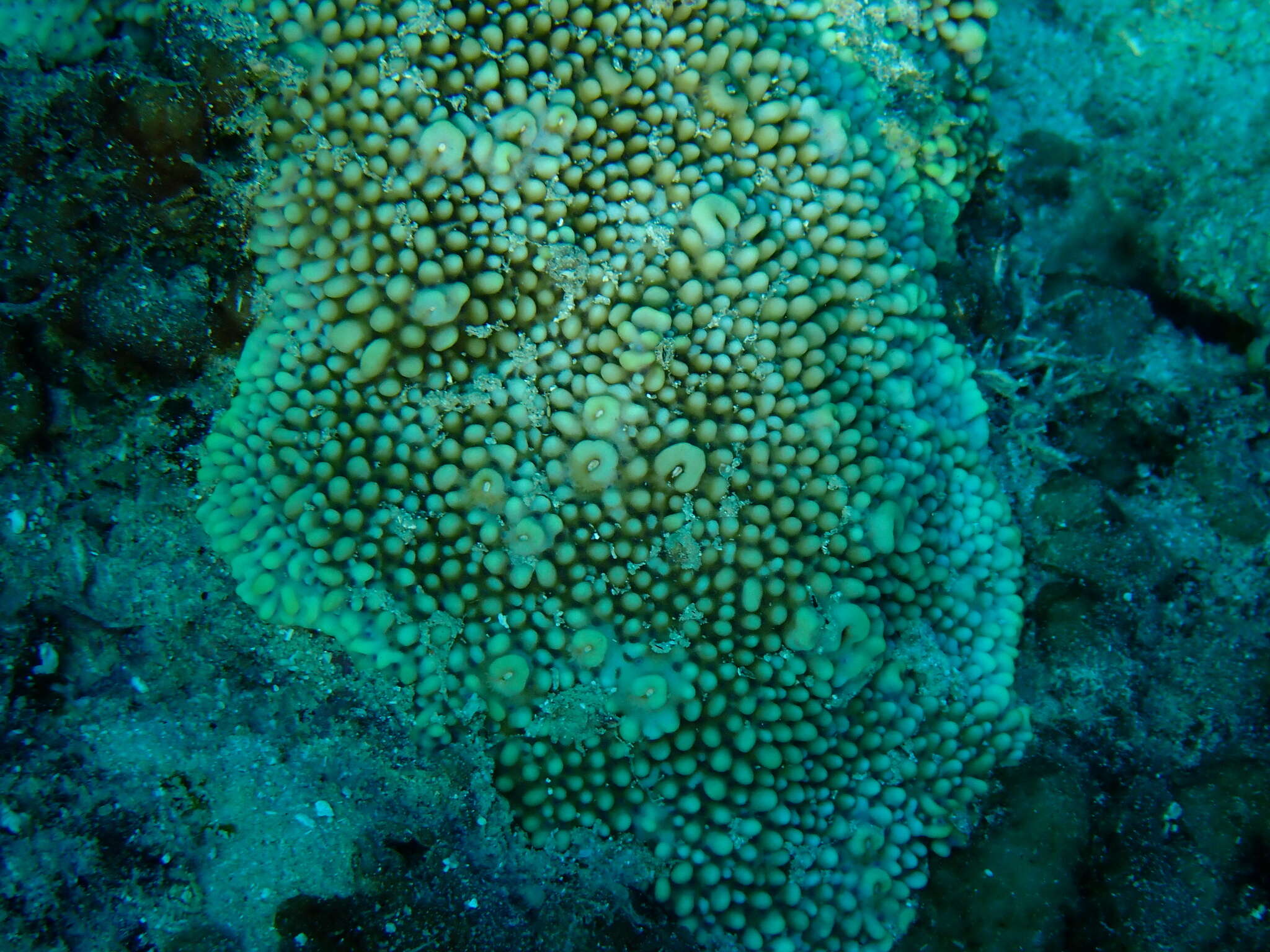 Image of pore coral