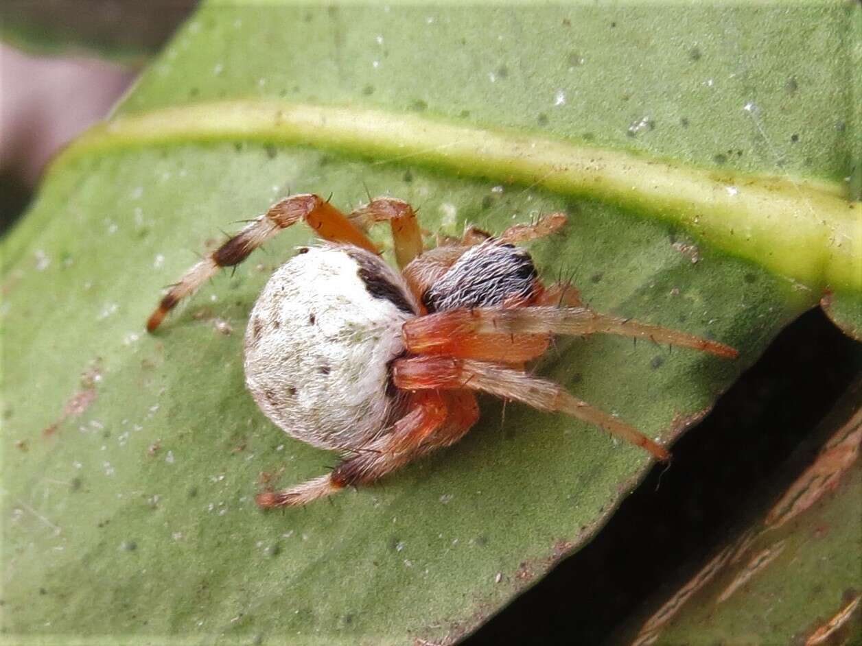 Araneus horizonte Levi 1991 resmi