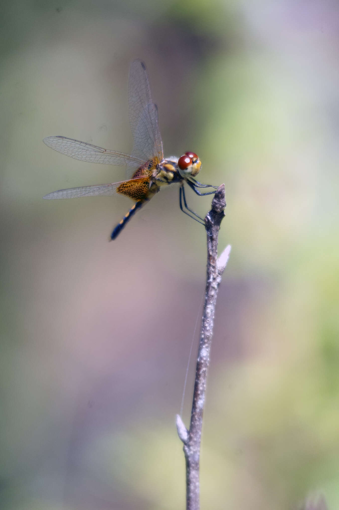 Imagem de Celithemis amanda (Hagen 1861)