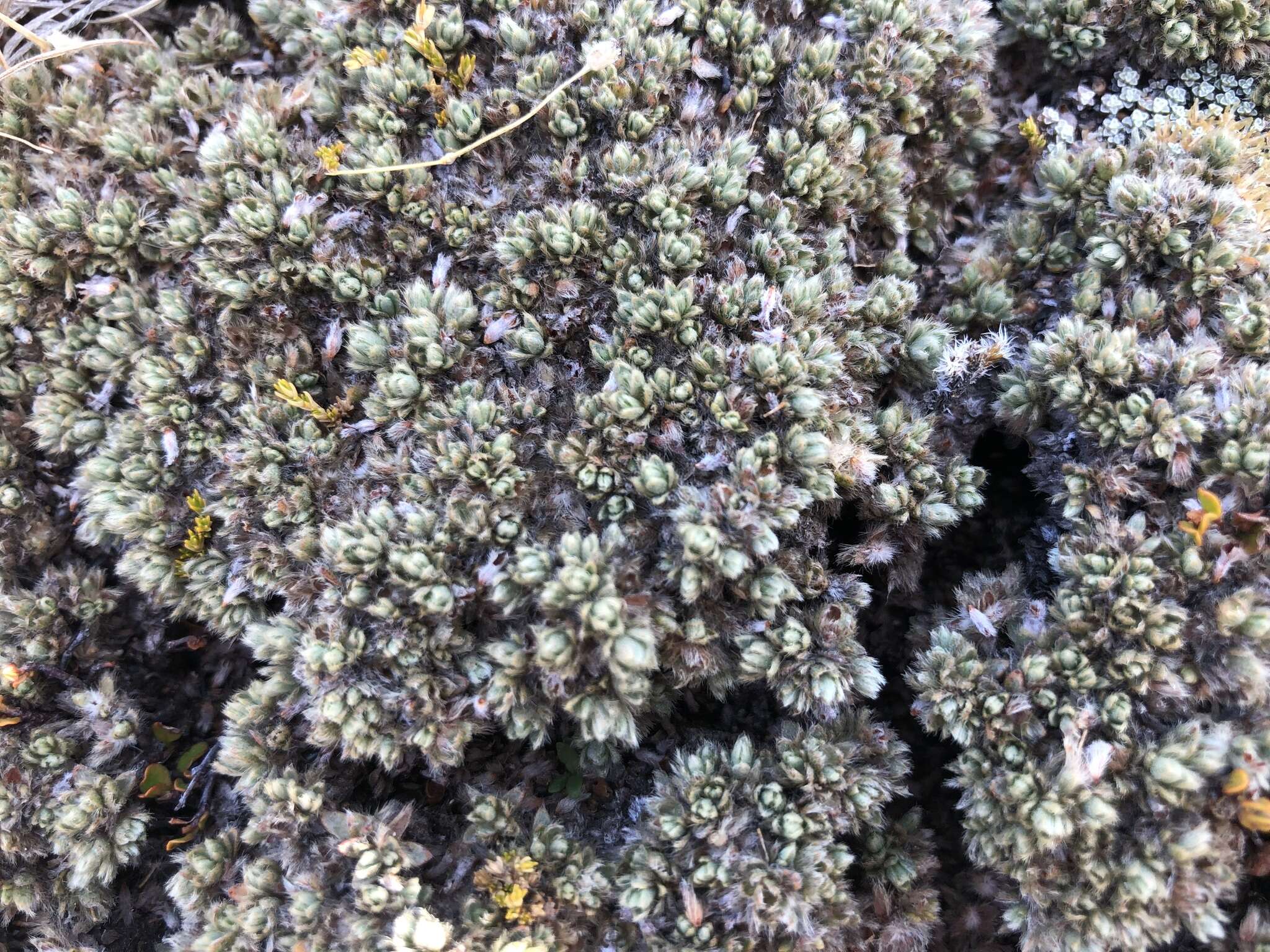 صورة Pimelea sericeovillosa subsp. pulvinaris (C. J. Burrows) C. J. Burrows