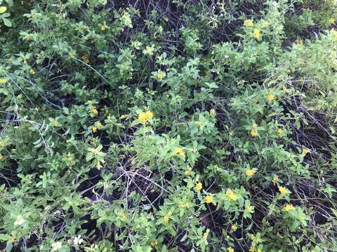 Image of Florida shrubverbena