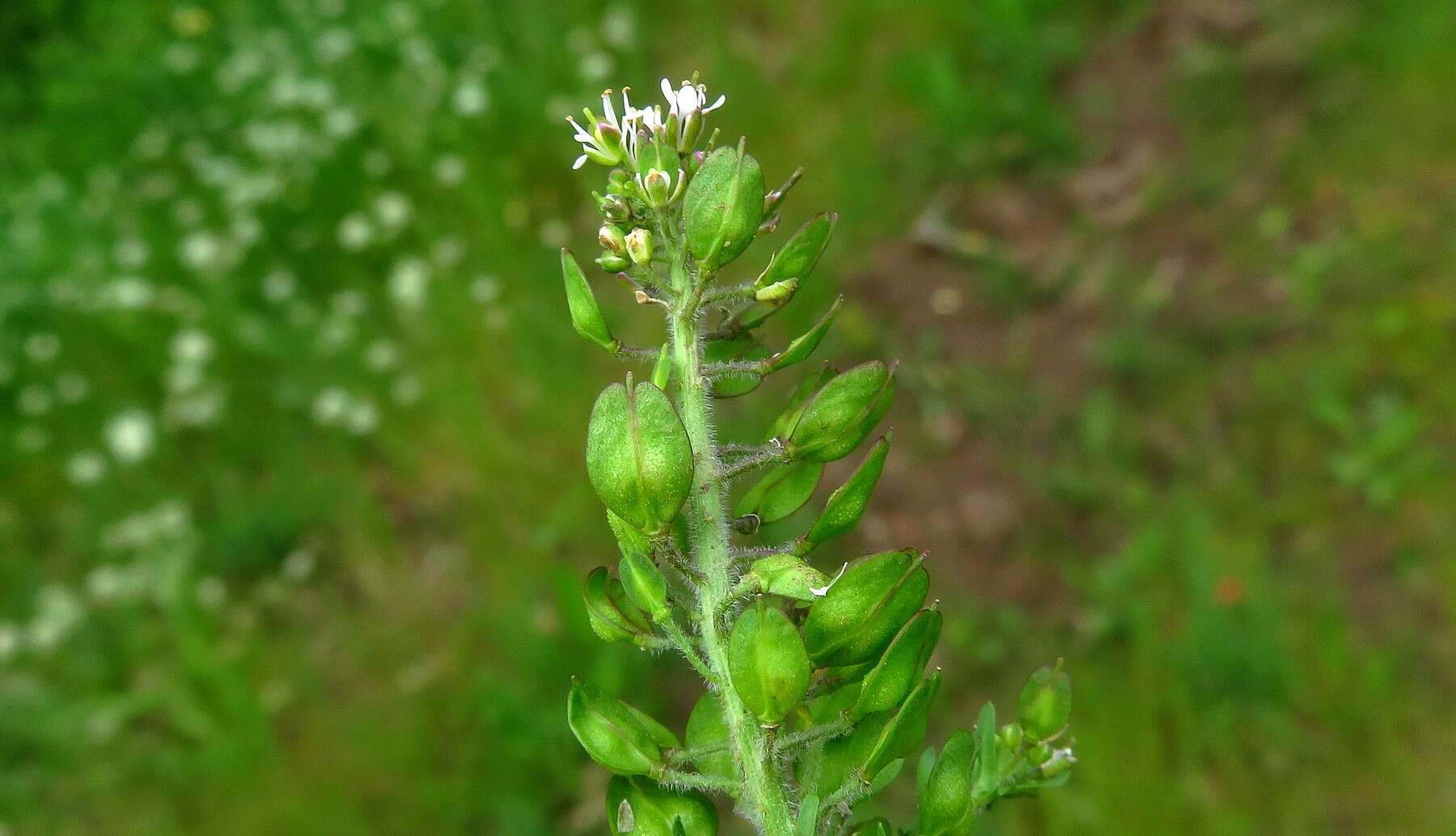 Image of Smith's Pepperwort