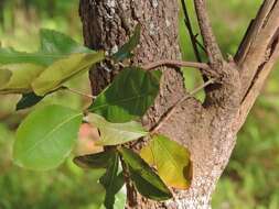 Image of Brick-red ochna