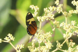 Image of Ceratinia tutia dorilla Bates 1864