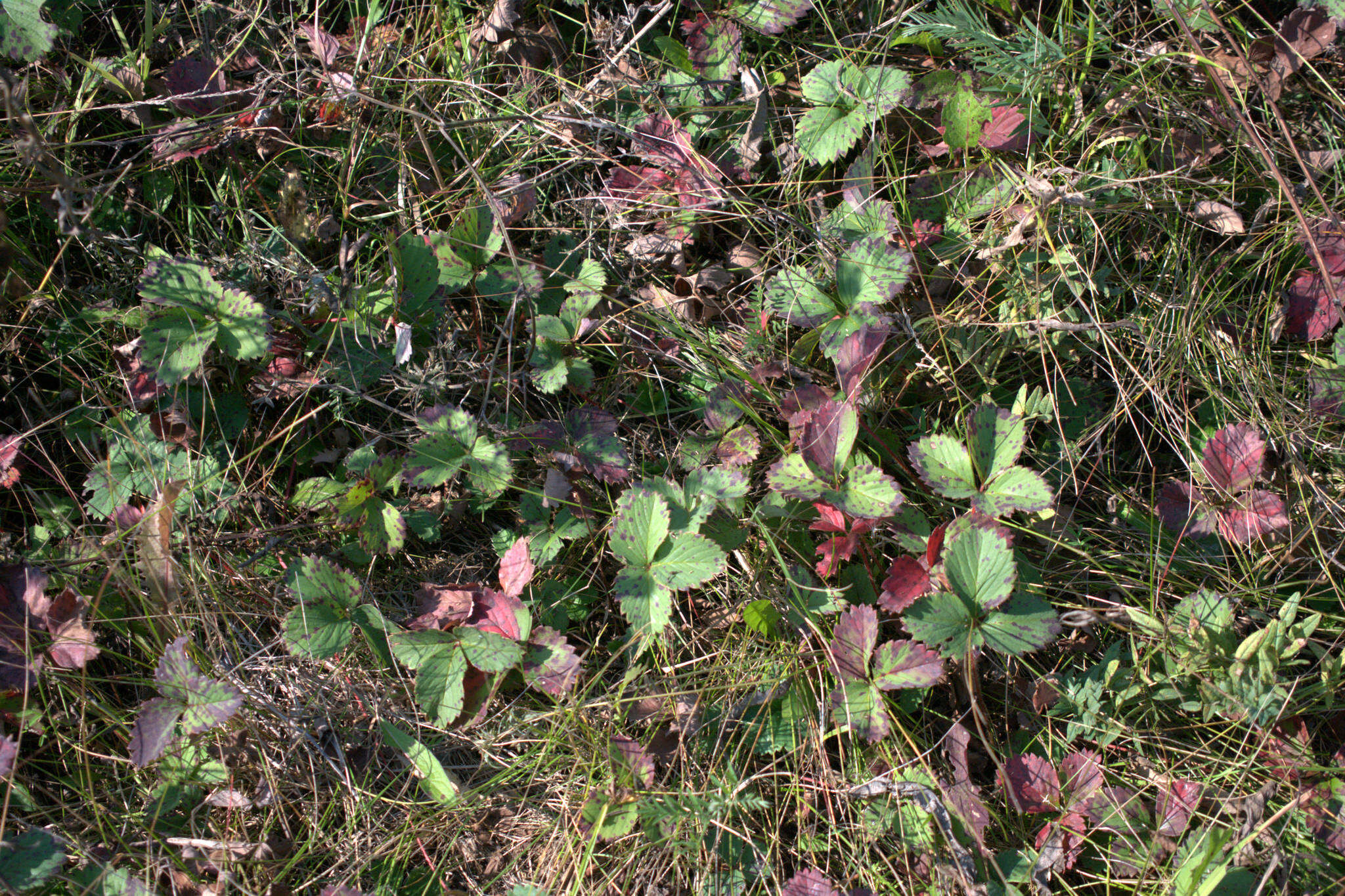 Image de Fragaria ×ananassa