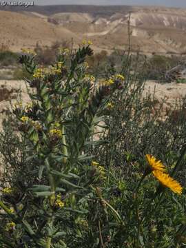 Arnebia decumbens (Vent.) Coss. & Kral.的圖片