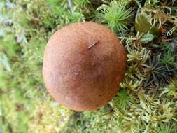 Image of Leccinum vulpinum Watling 1961